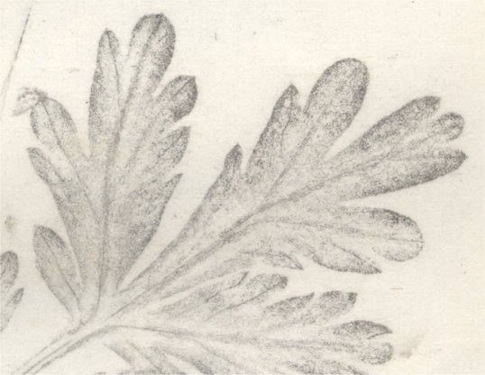nature print