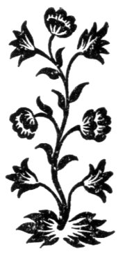 blackvine